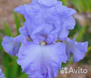 Лилии луковицы