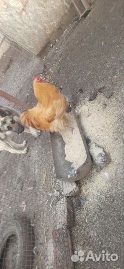 Инкубационное яйцо породистых кур