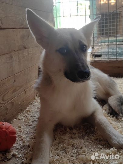 Прогулка с собаками