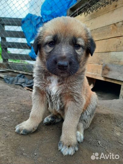 Щенки бесплатно