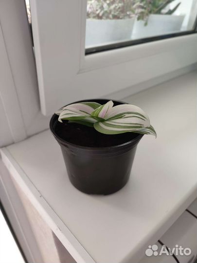 Традесканция белоцветковая