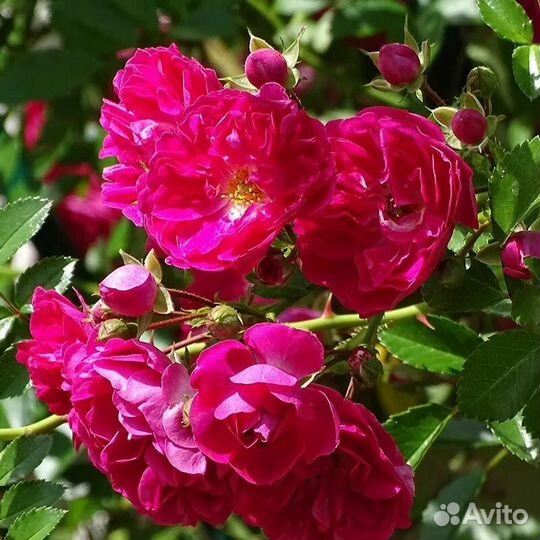 Плетистая роза Супер Эксцельза