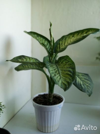 Комнатные растения цветы