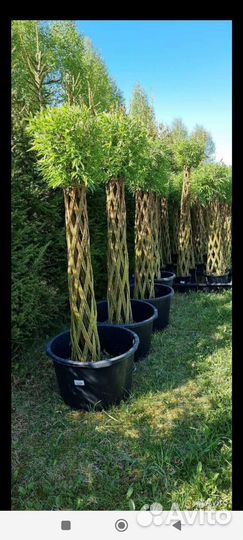 Плетеные деревья из ивы