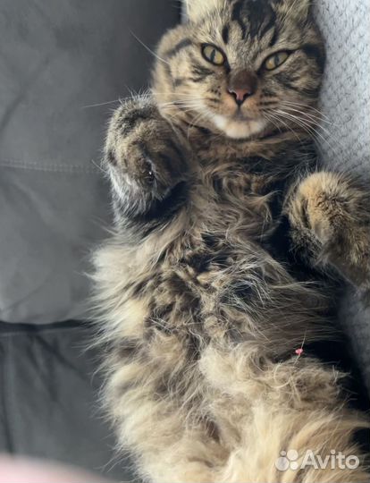Кот курильский бобтейл