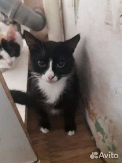 Хорошая кошечка