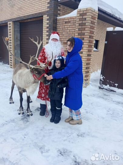 Олень (ферма, животные)