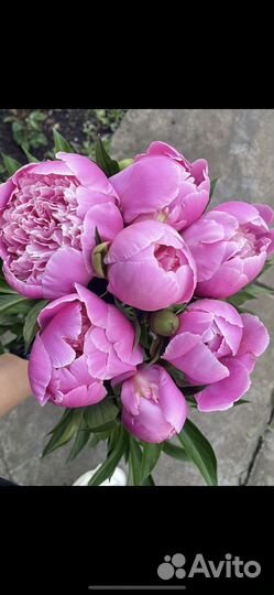 Саженцы пионов