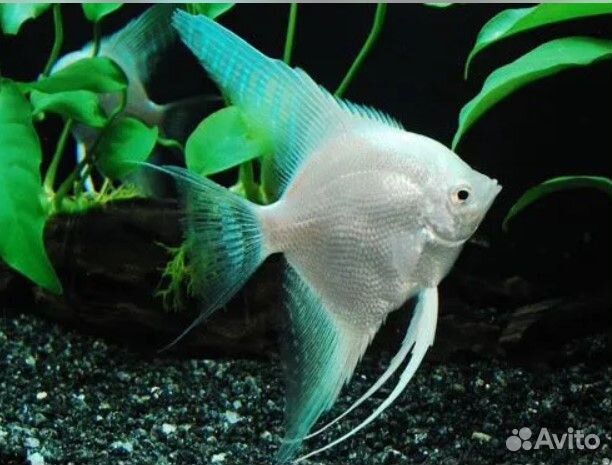 Тернеция, данио глофиш (Glofish), раки