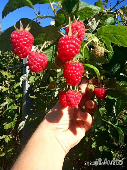 Ремонтантная малина Энросадира