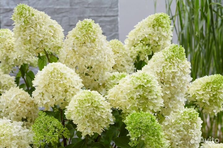 Гортензия скайфолл