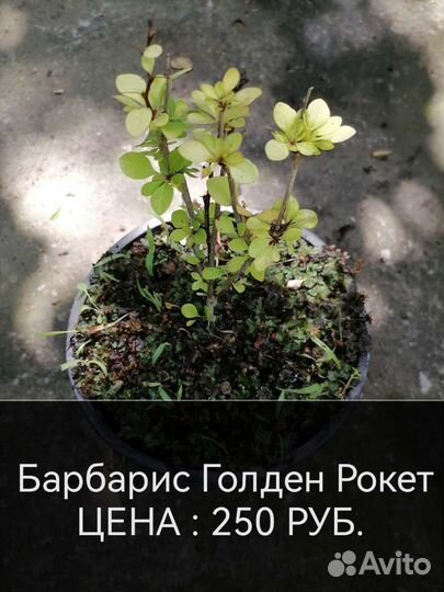 Декоративные растения для сада