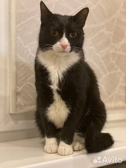 Красивый кот
