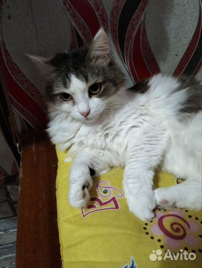 Кошечка в добрые руки