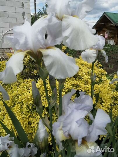 Ирисы сортовые