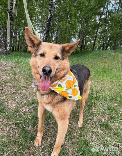 Собака в добрые руки