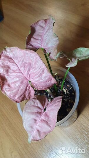 Сингониум пинк мозаик