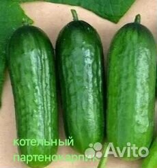 Рассада огурцов