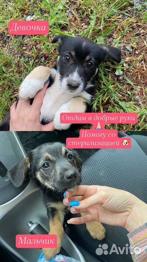 Отдам в добрые руки