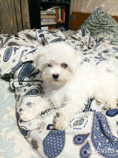 Щенок болонки девочка