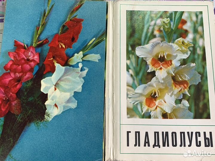 Открытки СССР цветы гладиолусы
