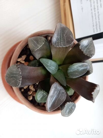 Суккулент Хавортия Байера (Haworthia bayeri)