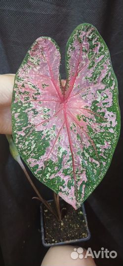 Каладиум 8 (Пинк Бьюти)