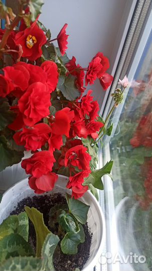 Бегонии разные