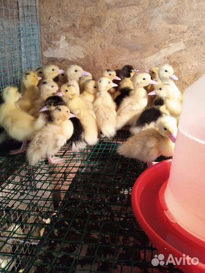 Гусята утята муларды индюшата бройлеры