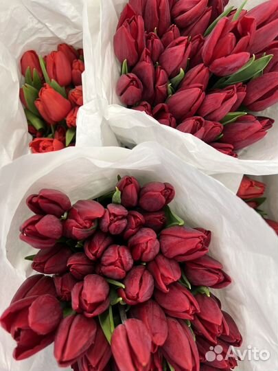 Тюльпаны к 8 марта оптом