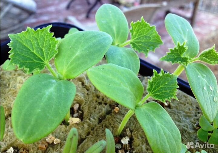 Рассада огурцов