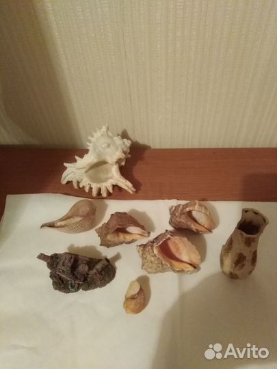 Морские ракушки для аквариума