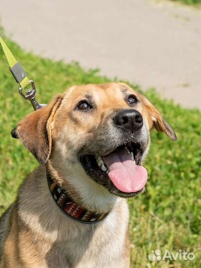 Рыжий дворянин в добрые руки