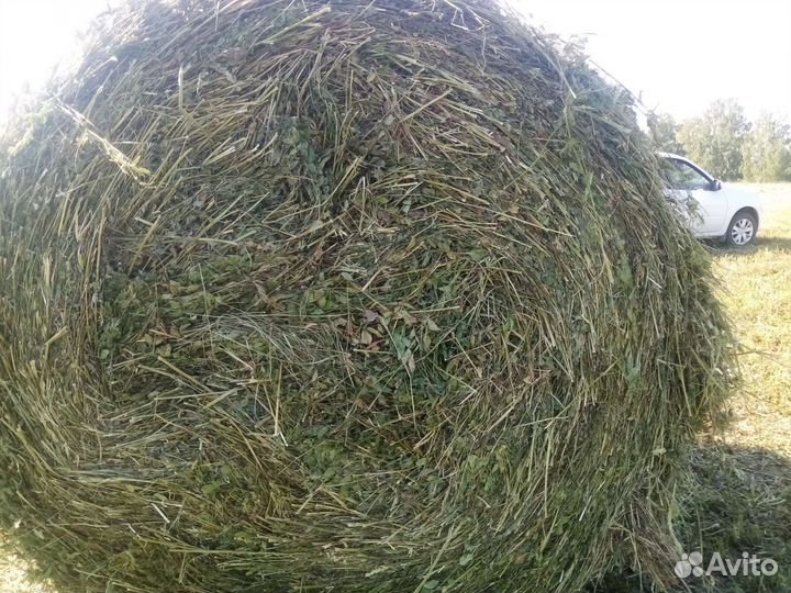 Новое сено в рулонах 2024