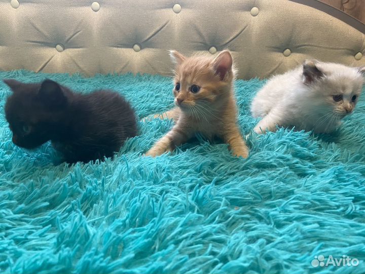 Отдам котят в добрые руки