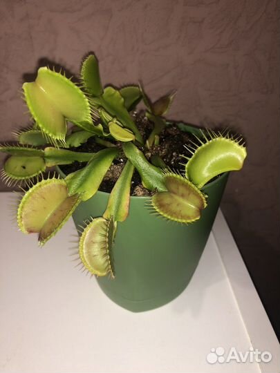 Венерина мухоловка цветок