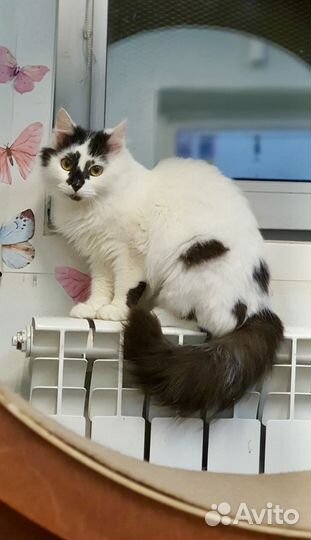 Кошка Клякса в добрые руки бесплатно