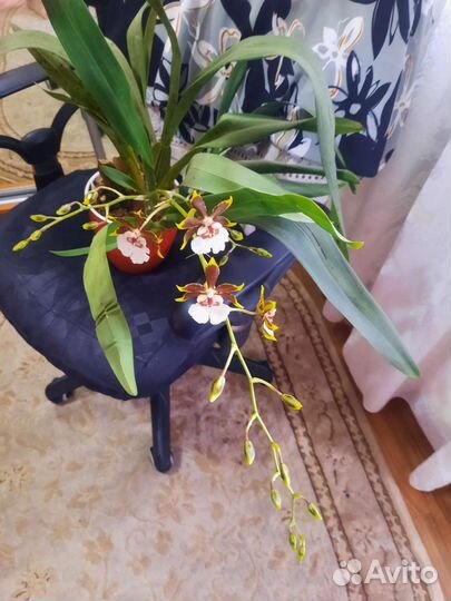 Орхидея камбрия