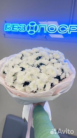 Хризантема Сантини