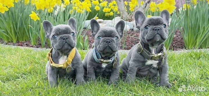 Французский бульдог мини