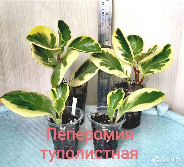 Пеперомия туполистная