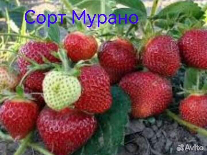 Рассада клубника Кабрилло