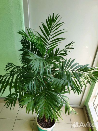 Хамедорея,Арека