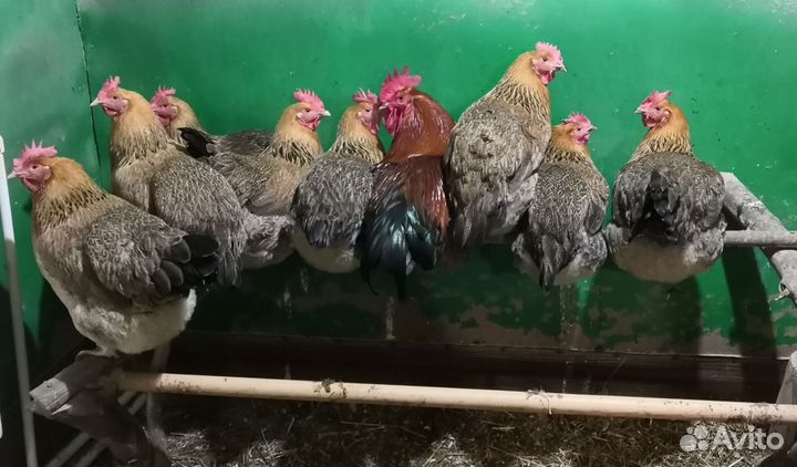 Цыплята Леггорн Далматинец, Кучинская Юбилейная