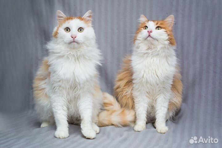 Крем-брюлейный котик