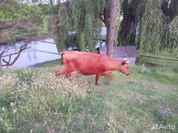 Крс скот скотина коровы мрс козы