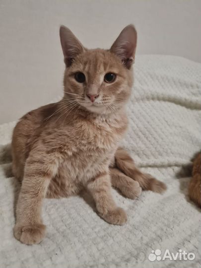 Котята ищут дом
