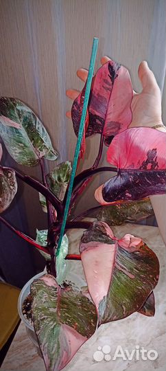 Филодендрон розовая принцесса galaxy