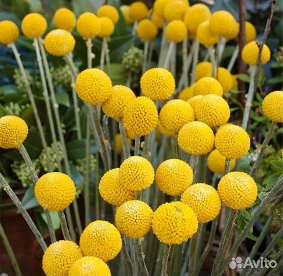 Цветы Краспедия Барабанные палочки семена