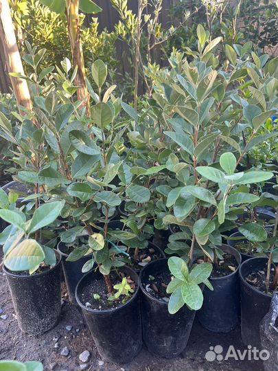 Саженцы фейхоа